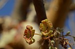 Sterculia rynchocarpa PV2690 Sololo Kenya 2014_0988.jpg